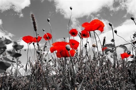 Red Poppies On Black And White Background Photograph By Dany Lison Pixels