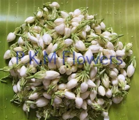 White Madurai Malli Flower At Rs 250kilogram In Tiruchirappalli Id