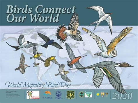 Birds Connect Our World World Migratory Bird Day Partners In Flight