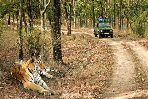 How To Reach Bandhavgarh National Park By Air Train And Road Tusk
