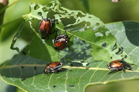 Battling Japanese Beetles Tips For Banning Them From The Garden