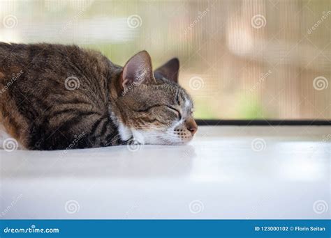 Portrait Of Tabby Cat Sleeping On Window Sill Stock Photo Image Of