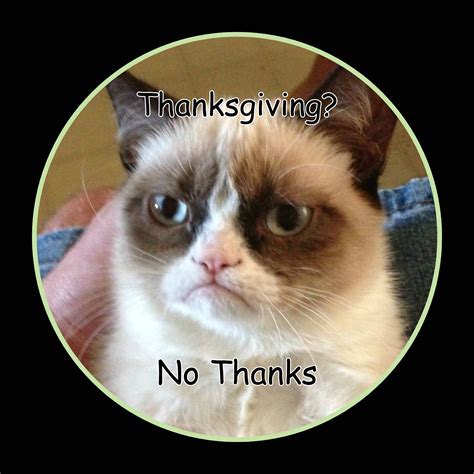 Download No Thanks Cat Meme PFP Wallpaper | Wallpapers.com