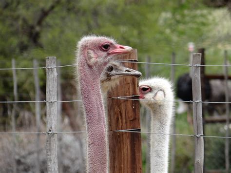 Oddly Cute Visiting An Ostrich Farm In Oudtshoorn South Africa