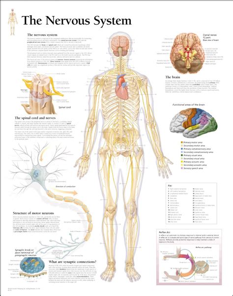 Start studying nervous system chart. medical chart female spine charts and female nervous ...