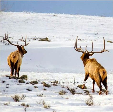 This Is Just An Awesome Picture Of Two Big Bull Elk Animal Hunting