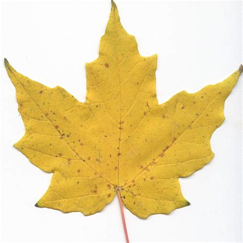 Differences Between Hard Maple And Soft Maple The Wood Database