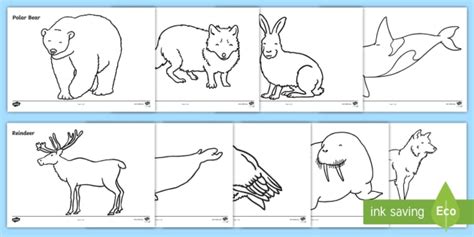 Arctic Animals Coloring Sheets Teacher Made