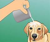 Dog Heat Stroke Treatment Images