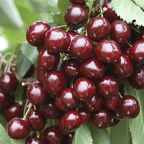 The Hub Plant Of The Month Stella Cherry Tree At Yougarden The Hub