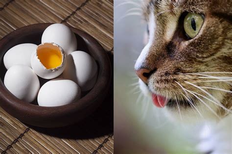 Bolehkah Kucing Makan Telur Mentah