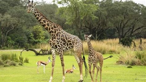 New Baby Giraffe Makes Debut At Disneys Animal Kingdom
