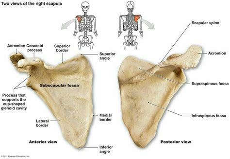Two Views Of The Scapula Human Anatomy And Physiology Anatomy