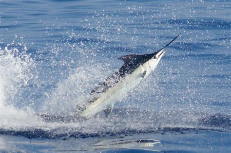 Free Disabled Fishing License in CA (2024 Guide) - Fishing Licence USA