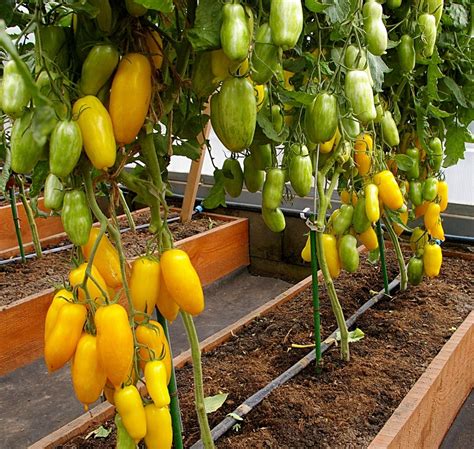 Tomato Banana Legs Partner Seeds Agrofirma Etsy