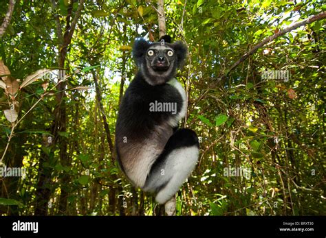 Lemur Wildlife Diadem Sifaka Propithecus Diadema Edwardsi Madagascar