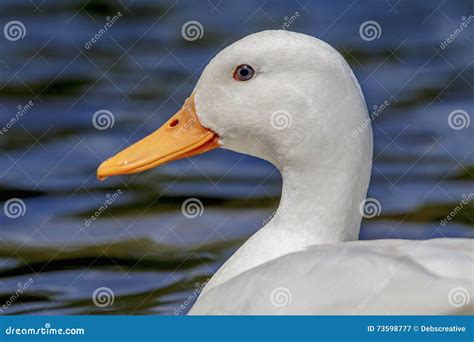 White Mallard Duck Female Stock Image Image Of Graceful Great