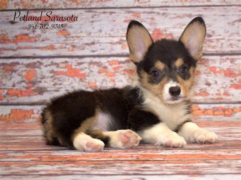 Find the perfect puppy for you and your family. 7 Fun Facts About Fluffy Corgi Pups - Petland Sarasota