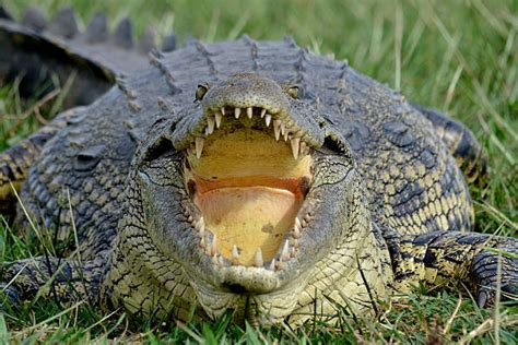 Free Crocodile Mouth Images Pictures And Royalty Free Stock Photos