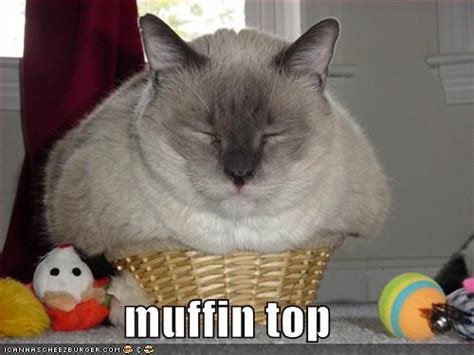 Image Funny Pictures Fat Cat In Basket Funny Fat Cats