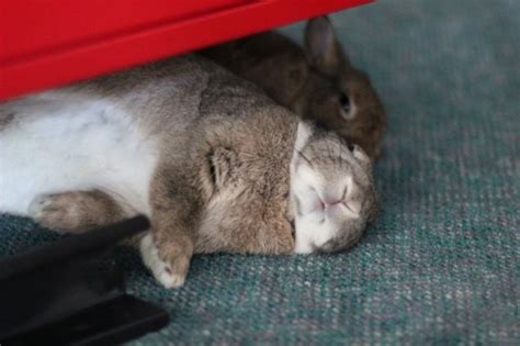 Bonding Rabbits Pet Rabbit Bonding