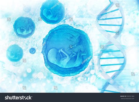 Human Fetus Dna Structure On Scientific Stock Illustration 599531360