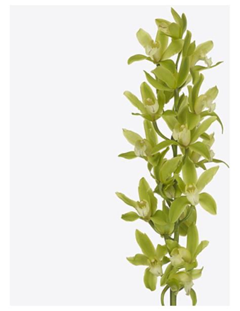 Wholesale Mini Cymbidium Orchids