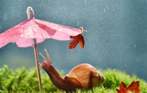 Wallpaper Umbrella Rain Snail Images For Desktop