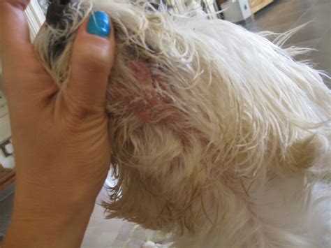 Dog Skin Problems If This Is Typical Westie Skin God Help Westies