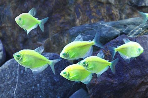 Glofish Electric Green Tetras Glofish Aquarium Fish Freshwater