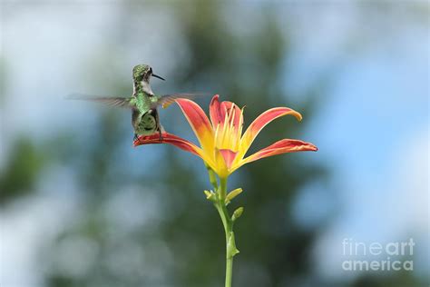 Ruby Throated Landing On Lily Photograph By Jaysen Fern