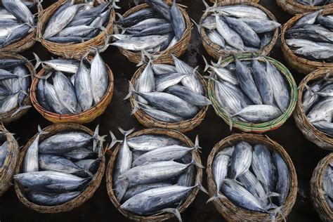 Ikan Tongkol Penyumbang Inflasi Tertinggi Di Aceh Rakyat Aceh