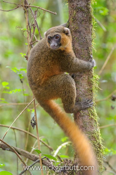 Adult Golden Bamboo Lemur Nick Garbutt