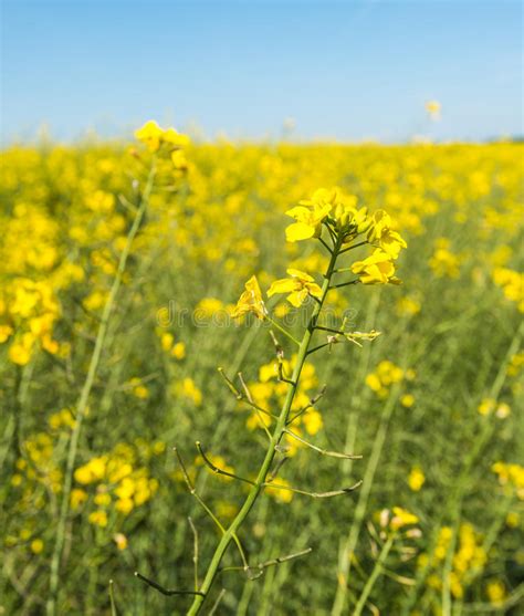 Closeup Of Yellow Flowering Rapeseed Plants Stock Image Image Of