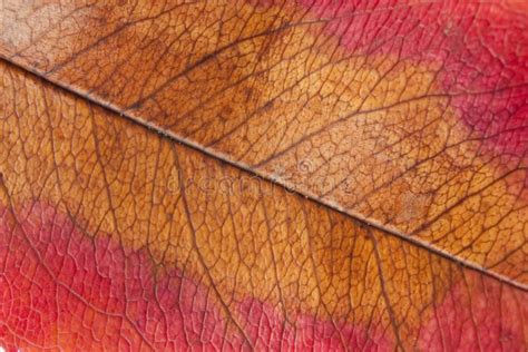 Autumn Leaf Macro Stock Photo Image Of Dying Pattern 16490806