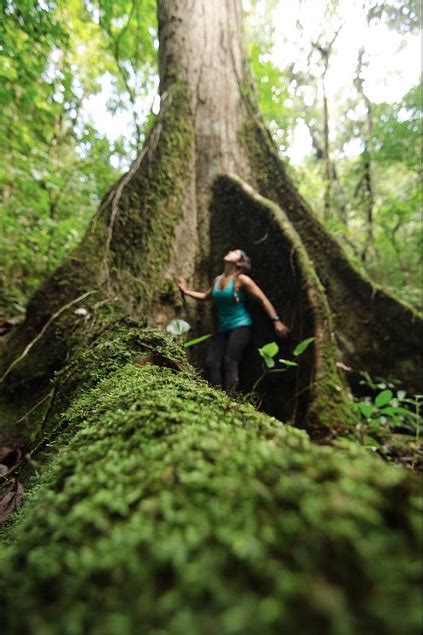 Hiking El Yunque Rainforest Tour Off The Beaten Path Borikua Tours Pr