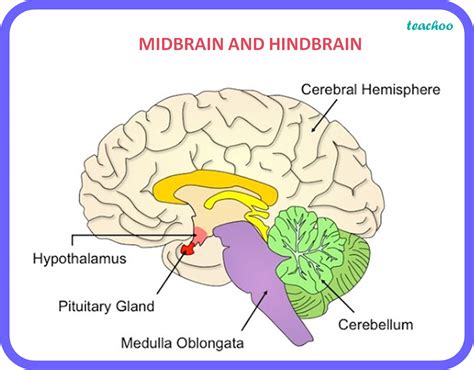 Class 10 Human Brain Strcture Major Regions And Its Functions
