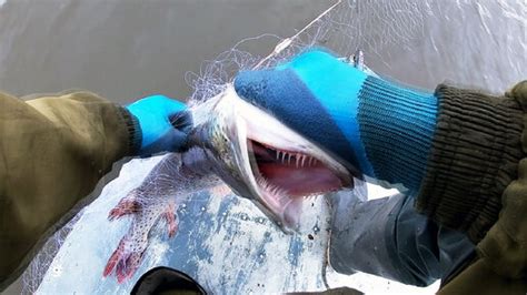 Рыбы валом Рыбалка сетями на реке Амур Поймал мешок рыбы Amur