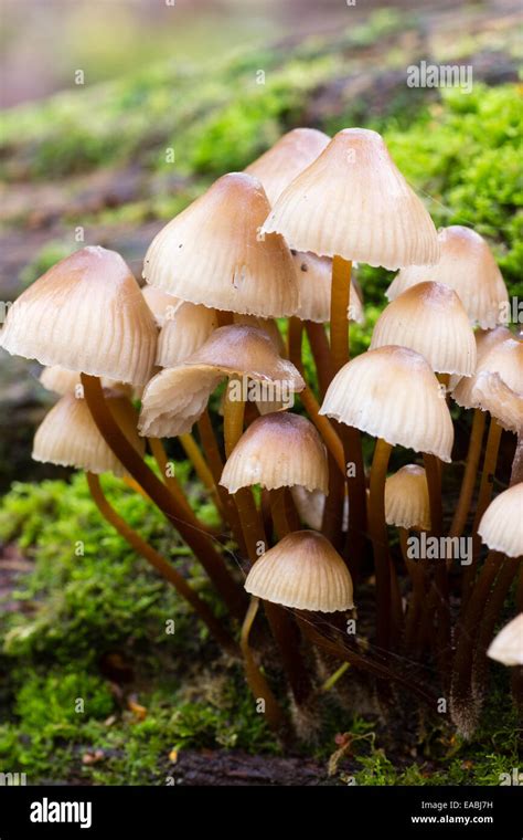 Fruiting Mushrooms Of The Clustered Or Oak Bonnet Mycena Inclinata