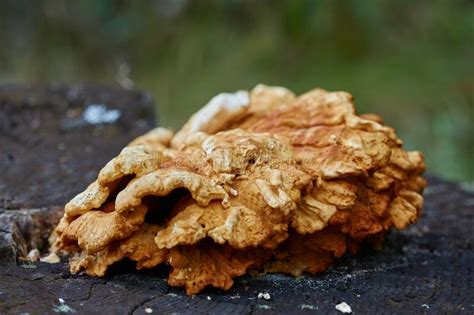 Fungi On A Tree Bark Stock Image Image Of Mushroom 133153993