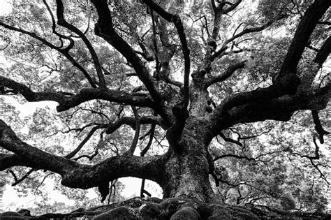 Frameless and versatile, canvas prints can be hung on. Ancient Oak Tree With Sturdy Roots And Mighty Branches In ...