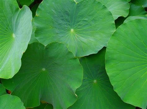 Lily Pad Beautiful Green Plant Leaves Plants Lily Pads