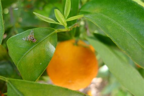 Cératite Des Agrumes Agriculture Du Maghreb