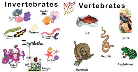 24 Differences Between Invertebrates And Vertebrates