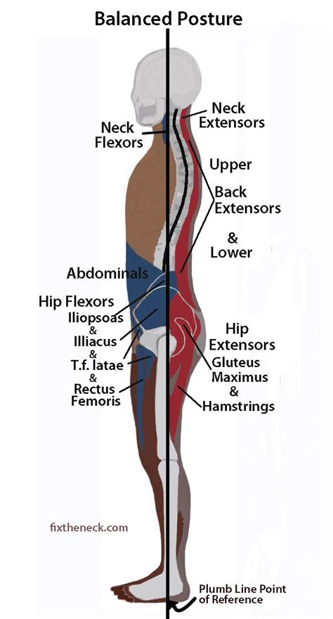 Vocabulary exercises to help learn words for parts of the body. 25+ best Get Your Posture Right images by Chella on ...
