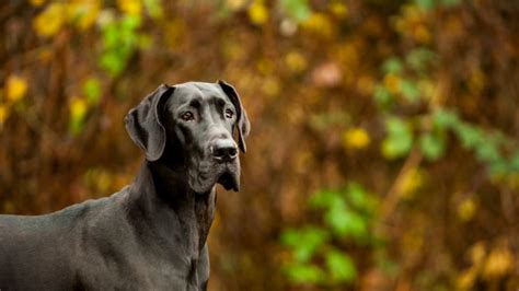 10 Mighty Facts About Great Danes | Mental Floss