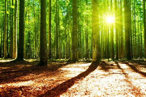 Sunlight In The Green Forest Stock Image Image Of Scenery Magic
