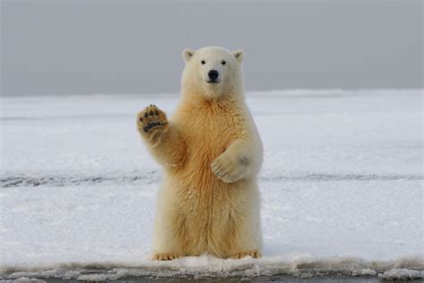 Has The Idea Of Polar Bears Becoming Extinct Done More Harm Than Good