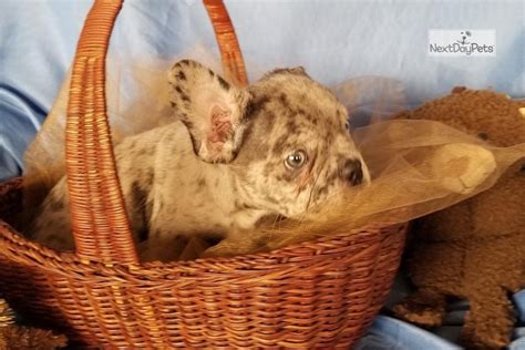 Cats dogs birds fish farms reptiles rodent exotic animals. Blue Merle Male: French Bulldog puppy for sale near Fresno ...