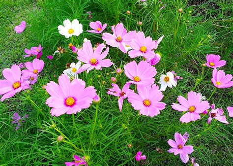 Cosmos Flower Drawing Easy Flower Cosmos Drawing Drawings Patterns